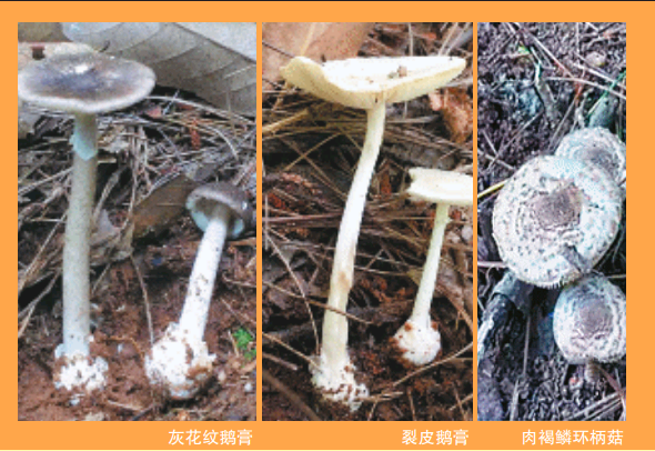 最新！湖南“红黄绿灯”蘑菇图鉴请收好，这些蘑菇不要随意采食(图2)