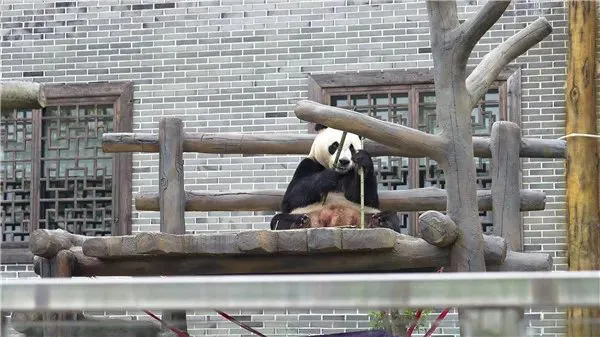 湘西凤凰：国庆相约熊猫苑 与“国宝”共度欢乐假期(图3)