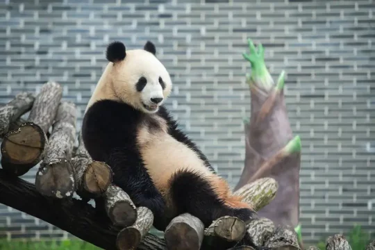 神秘湘西过大年丨菜单请收好！(图13)