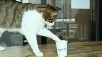 生活常识-我用4招辨别一次性纸杯好坏(图4)