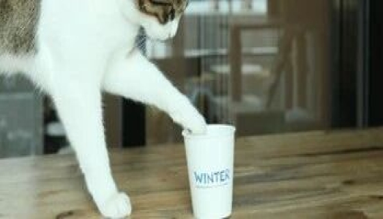 生活常识-我用4招辨别一次性纸杯好坏