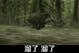 湖南下发野猪“通缉令”！(图1)